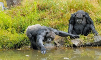 Les chimpanzés font partis des nombreux habitants du parc animalier
